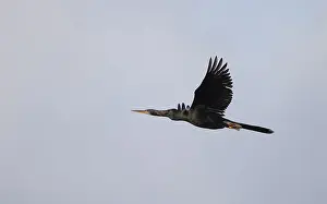 Florida Wildlife Images Prints: Anhinga, Anhinga anhinga