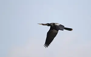 Florida Wildlife Images Prints: Anhinga, Anhinga anhinga