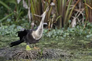 Florida Wildlife Images Prints: Anhinga, Anhinga anhinga
