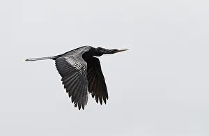 Bird Flying Over Water Prints: Anhinga, Anhinga anhinga