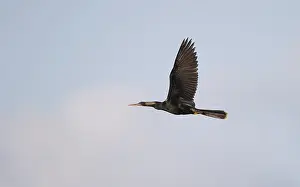 Anhinga Bird Prints: Anhinga, Anhinga anhinga