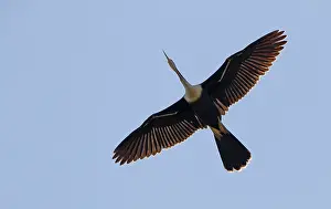Florida Wildlife Images Prints: Anhinga, Anhinga anhinga