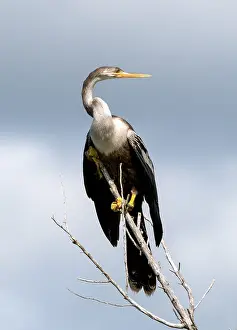Anhinga Bird Prints: Anhinga, Anhinga anhinga