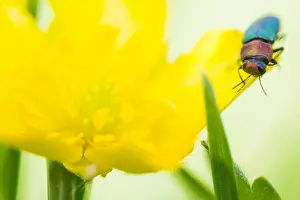 German Beetle Species Prints: Anthaxia nitidula