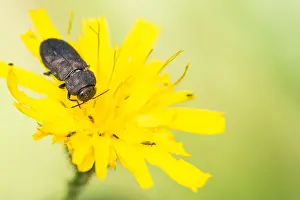 Anthaxia quadripunctata Print - Metallic wood-boring beetle image