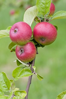 Harvest Season Images Prints: Appel, Apple