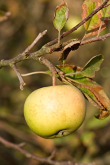 Plant Photography Prints: Appel, Apple