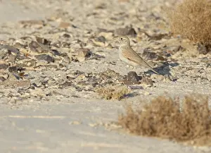January Prints: Arabian Lark Print - Negev, Israel