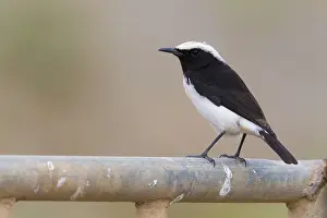Wildlife Photography Middle East Prints: Arabian Wheatear