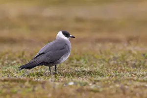 Arctic Wildlife Images Prints: Arctic Jaeger