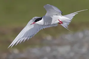 Arctic Tern Prints: Arctic Tern