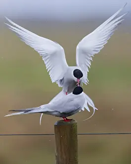 Flying Birds Prints: Arctic Tern