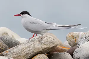 Arctic Tern Print - Adult Sterna paradisaea on Stone