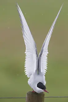 Arctic Wildlife Photos Prints: Arctic Tern