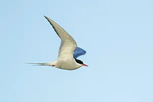 In Flight Bird Photography Tips Prints: Arctic Tern, Sterna paradisaea