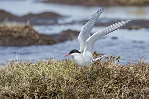 Arctic Nature Scenes Prints: Arctic Tern, Sterna paradisaea