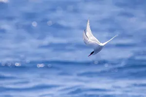 African Nature Photography Prints: Arctic tern, Sterna paradisea
