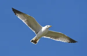 Lake Sevan Armenia Prints: Armenian Gull at Lake Sevan, Armenia
