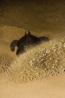 Chelonia Mydas Behavior Prints: Atlantic Green Turtle