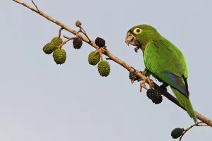 Foraging In The Wild Prints: Aztec Parakeet, Eupsittula astec astec