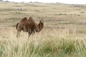 Natural Environment Of Asia Prints: Bactrian camel, Camelus bactrianus