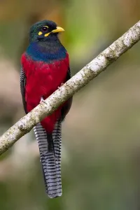 Print of an Adult Bar-tailed Trogon perched on a branch
