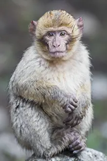 Africa Animals Prints: Barbary Macaque