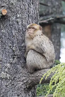 Africa Animals Prints: Barbary Macaque