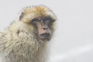Africa Animals Prints: Barbary Macaque