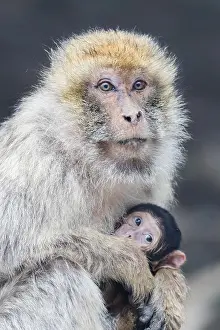 Barbary Macaque Prints: Barbary Macaque