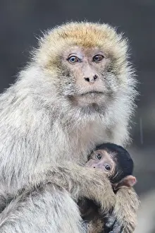 Africa Animals Prints: Barbary Macaque