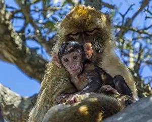 Barbary Macaque Prints: Barbary Macaque, Berberaap, Macaca sylvanus