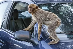 Barbary Macaque Prints: Barbary Macaque, Macaca sylvanus