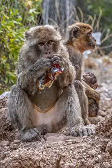 Barbary Macaque Prints: Barbary Macaque, Macaca sylvanus