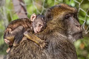 Print of a Barbary Macaque Juvenile on its Mother's Back