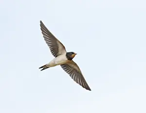 Birds In Flight Photography Prints: Barn Swallow;Hirundo rustica