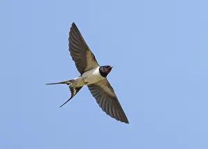 Bird In Flight Photography Prints: Barn Swallow;Hirundo rustica