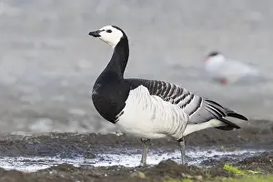 Wildlife Animals Prints: Barnacle Goose