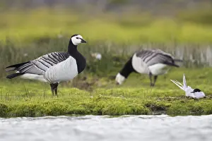 Wildlife Animals Prints: Barnacle Goose
