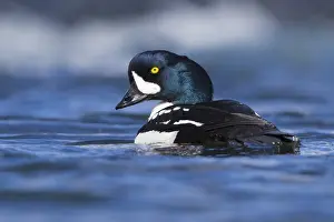 Goldeneye Bird Prints: Barrow's Goldeneye