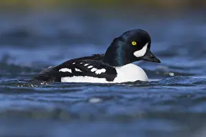 Icelandic Wild Animals Prints: Barrow's Goldeneye