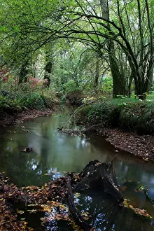November Prints: Print of Stream Beek through forest by Agami