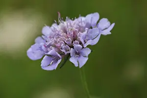 Field Scabious Print, Knautia arvensis