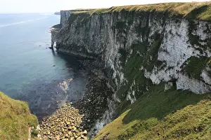 UK Seabirds Prints: Bempton Cliffs