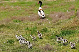 Common Shelduck Prints: Bergeend met pullen