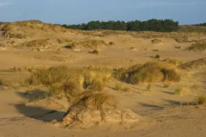 Berkheide Duinlandschap Print