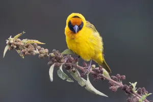 Tanzania Wildlife Images Prints: Bertram's weaver, Ploceus bertrandi