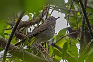 Central America Fauna Prints: Bicknell's thrush, Catharus bicknelli