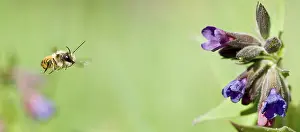 Bij, Bee Bij vliegt naar bloem Print