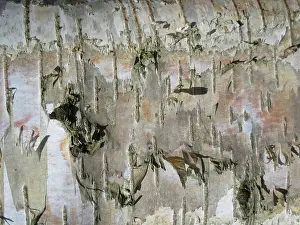 European Birch Species Prints: Detail of birch tree in the Netherlands
